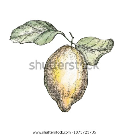 Lemon leaves illustration fruit sour citrus italy limoncello sicily