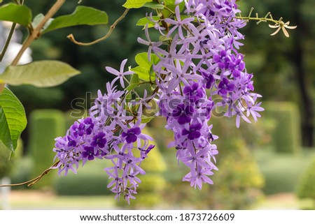Selective focus Petrea volubilis flower in a garden.Commonly known as purple wreath flower, queen's wreath, sandpaper vine, and nilmani.