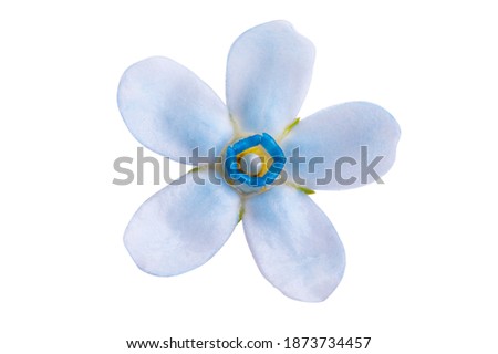 Oxypetalum flower isolated on white background