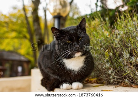 Black cat with white mustache close-up. Beautiful cat sitting with his eyes closed. A kitten is sleeping on a blurry garden background. Street homeless black cat. Cute face with white collar paws.