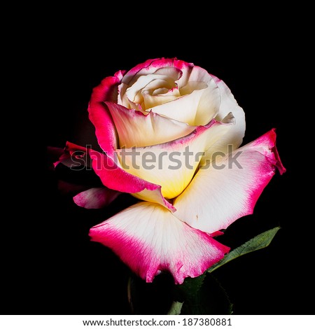Summer flowers series, single yellow China rose with red edge isolated in black background