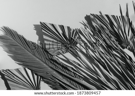 Summer sunlight creative background with palm leaves monochrome grey, color 2021.