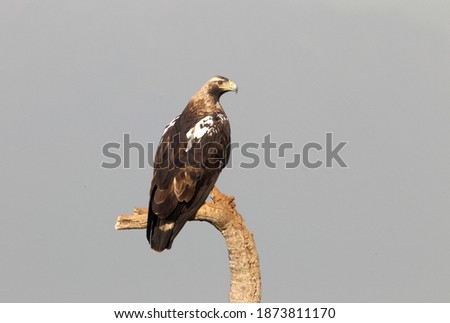 Spanish Imperial Eagle adult female at your favorite vantage point on a sunny day in a Mediterranean pine and oak forest