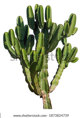 cactus isolated on white background Royalty-Free Stock Photo #1873824739