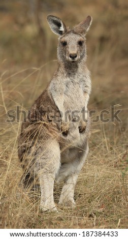 Juvenile Eastern Grey kangaroo (Macropus giganteus), a native Australian animal, in the bush. 