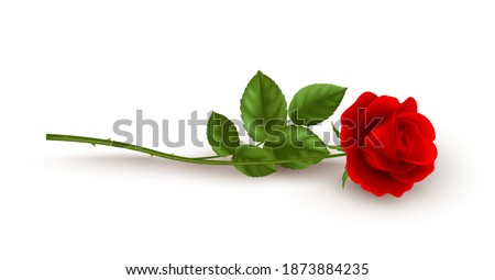 Realistic red rose lying on white background. Vector illustration EPS10