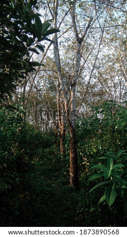 Picture of rubber estate in Sri Lanka