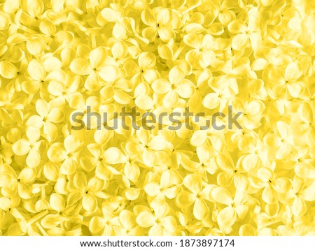 Illuminating Pantone color flowerse background. Concept color of year 2021. Top view. Copy space
