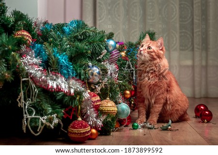 Christmas cat.. Funny ginger cat and christmas tree. Happy end. Cat playing with toy balls on tree and broke them. Fallen down tree. Cat portrait with eyes asking to forgive
