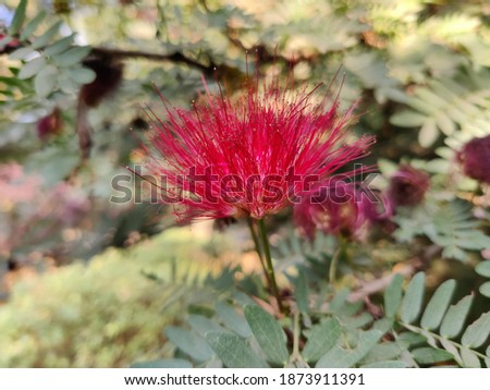 Baja fairy duster (Calliandra californica) flower on plant