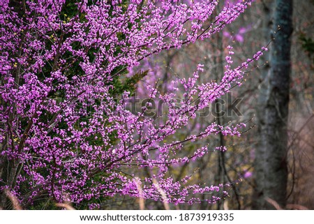 Eastern Redbud Tree, Cercis Canadensis, native to eastern North America shown here in full bloom in south central Kentucky. Shallow depth of field.