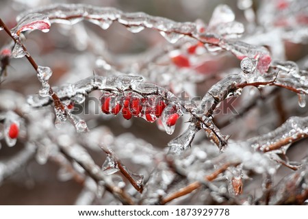 Frozen barberry berries. Ice covered barberry bush after freezing rain falls in Kyiv, Ukraine. December 2020 