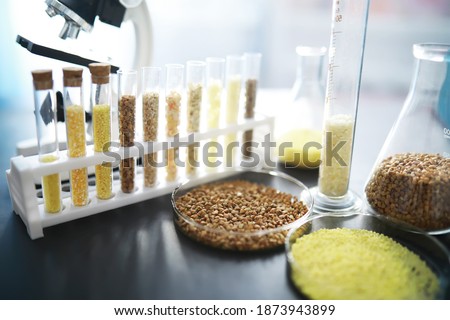 Test tubes with seeds of selection plants. Research Analyzing Agricultural Grains And seeds In The Laboratory Royalty-Free Stock Photo #1873943899