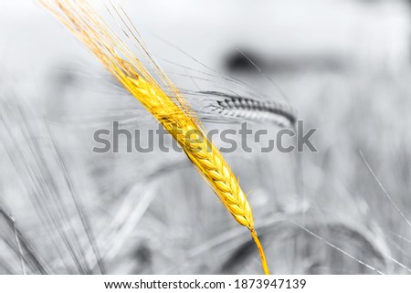 Gray image with Yellow Wheat straw. Autumn Landscape of Golden Wheat Field, selective focus, shallow DOF, trendy colors of 2021,