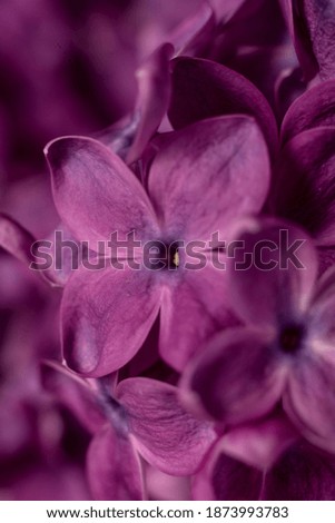 Beautiful purple lilac flowers. Macro photo of lilac spring flowers covered by dew drops. Floral background.