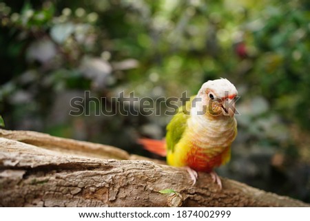 
A parrot perched on a branch.