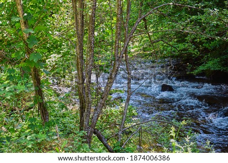 River flowing through the forest