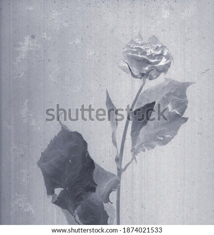 Rose flower. Daguerreotype style. Film grain. Vintage photography. Botanical negative x-rays scan. Canvas texture background. Vintage, conceptual, old retro aged postcard. Black and white. Monochrome