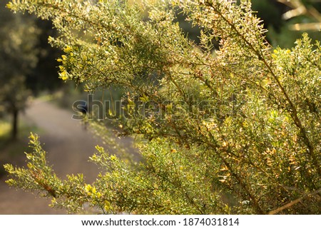 Leaves in autumn, field in autumn with yellowish and ochre colours and dry and yellow leaves