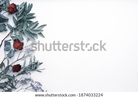 dry red roses on green bush branches, on a white background