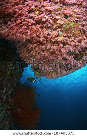 Coral reef in Thailand