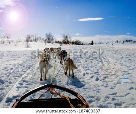 sledding with husky dogs in lNorway 