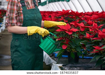 woman florist in a greenhouse takes care of poinsettia flowers by applying fertilizers or pesticides to the soil Royalty-Free Stock Photo #1874035837