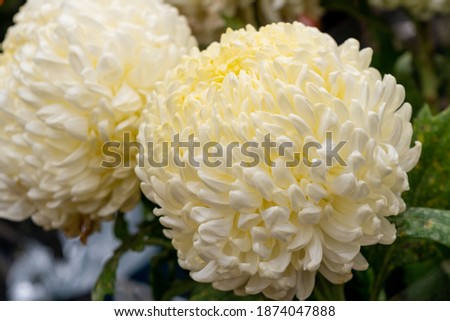 Beautiful chrysanthemum Creamiest in the flower market