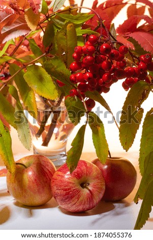 Apples on a white table under the branches of a Rowan tree on a white background. Close up. The vertical frame.