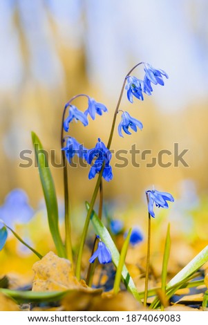 Springtime background flowers scilla in the park blurred background.
