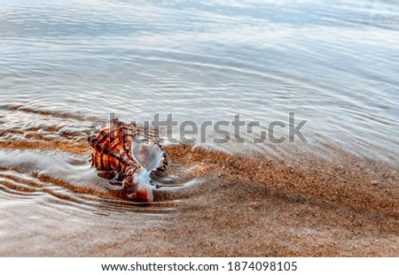 Closeup sand with sea shells. Conch shells at the beach, selective focus. Coast background