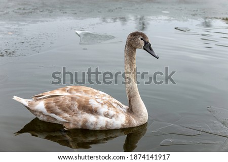 a young swan -cygnet - still in its colored plumage, on a frozen lake
