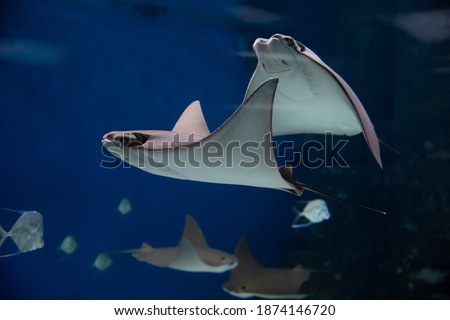 cownose rays swimming in the water, fish underwater in the aquarium Royalty-Free Stock Photo #1874146720