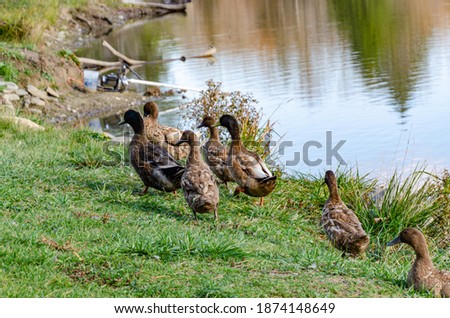Brown ducks at water edge near lake