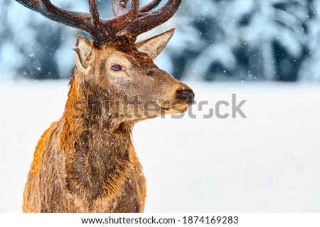 Close up portrait of noble deer against winter forest with snow in Rovaniemi, Lapland, Finland. Christmas winter image
