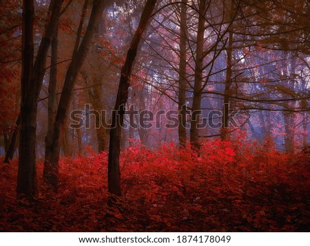 magical red forest with fog