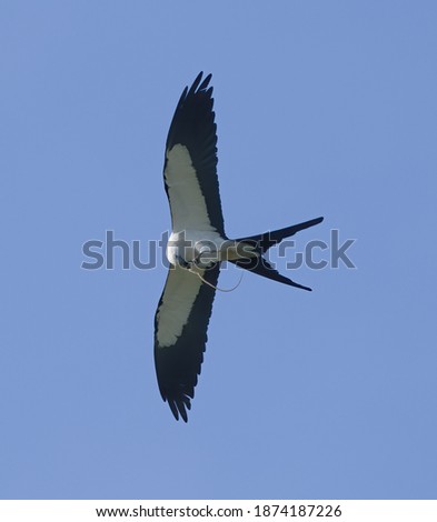 swallowtail kite - Elanoides forficatus - flying and eating prey it just caught, eastern ribbon snake