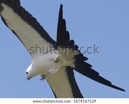 swallowtail kite - Elanoides forficatus - flying and eating prey it just caught