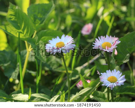 delicate Daisy flower on a green grass background