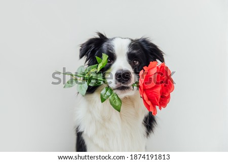 St. Valentine's Day concept. Funny portrait cute puppy dog border collie holding red rose flower in mouth isolated on white background. Lovely dog in love on valentines day gives gift Royalty-Free Stock Photo #1874191813