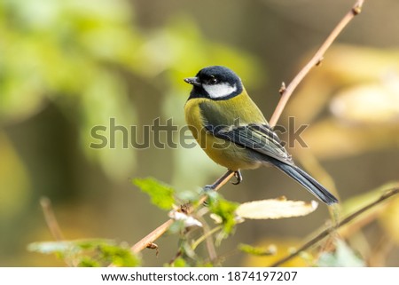 Beautiful Great Tit Perched on a Twig