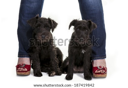 Two black miniature schnauzer puppies posed between two legs with brightly colored sandals.