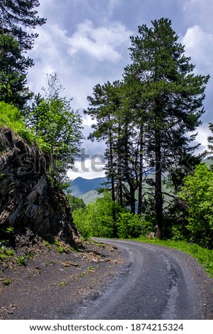 View of the road along rocks and tall pines