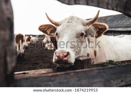 Cows on the farm. Milk, meat production. Household animals. milking