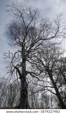 looking up into a tall old english tree with lost branches and burrs