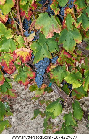 bunches of ripe grapes in a vineyard