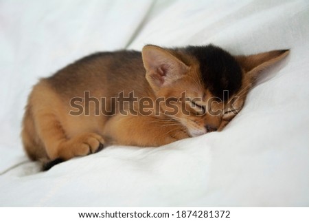 A small Abyssinian kitten is sleeping on a white background on the bed. The concept of protection and protection of Pets, careful attitude and love. Royalty-Free Stock Photo #1874281372
