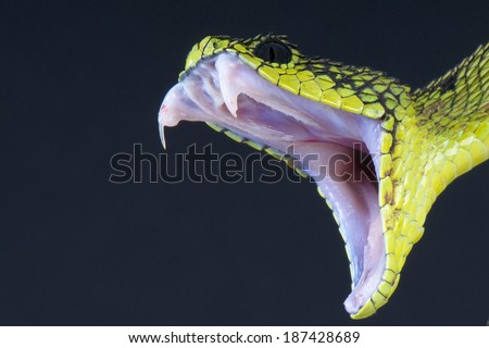 Attacking snake / Atheris nitschei