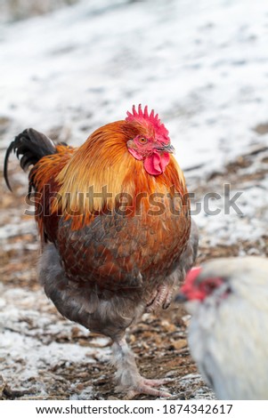 Handsome French Black Copper Maran rooster chicken free ranging outside on a snowy winter day. Selective focus with blurred background.