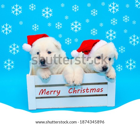 cute christmas puppies inside a box on isolated background